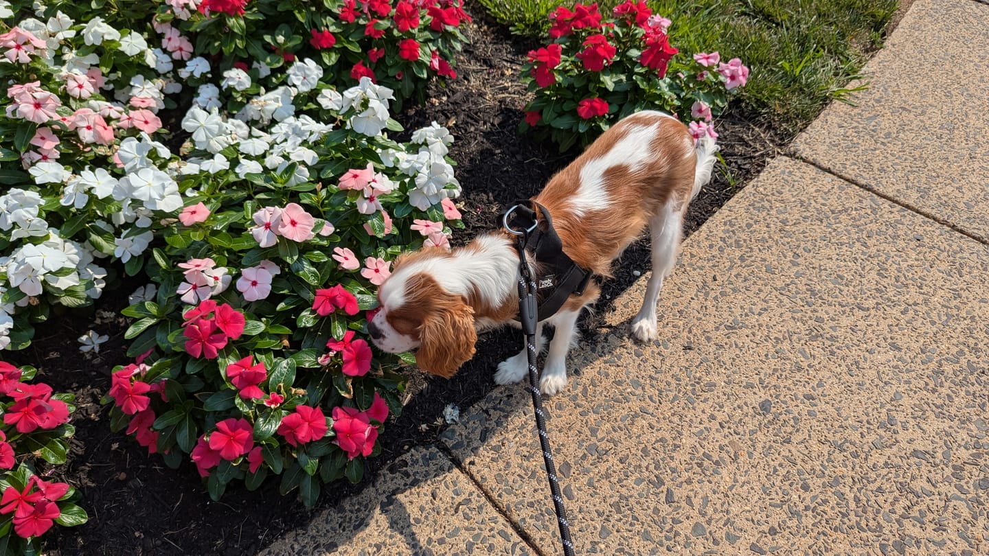 Customer photo review of No-Pull Harness [Free Today]