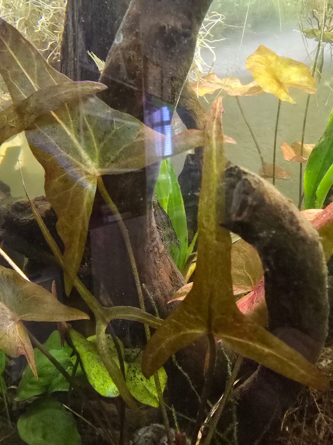 Customer photo review of Amano Shrimp