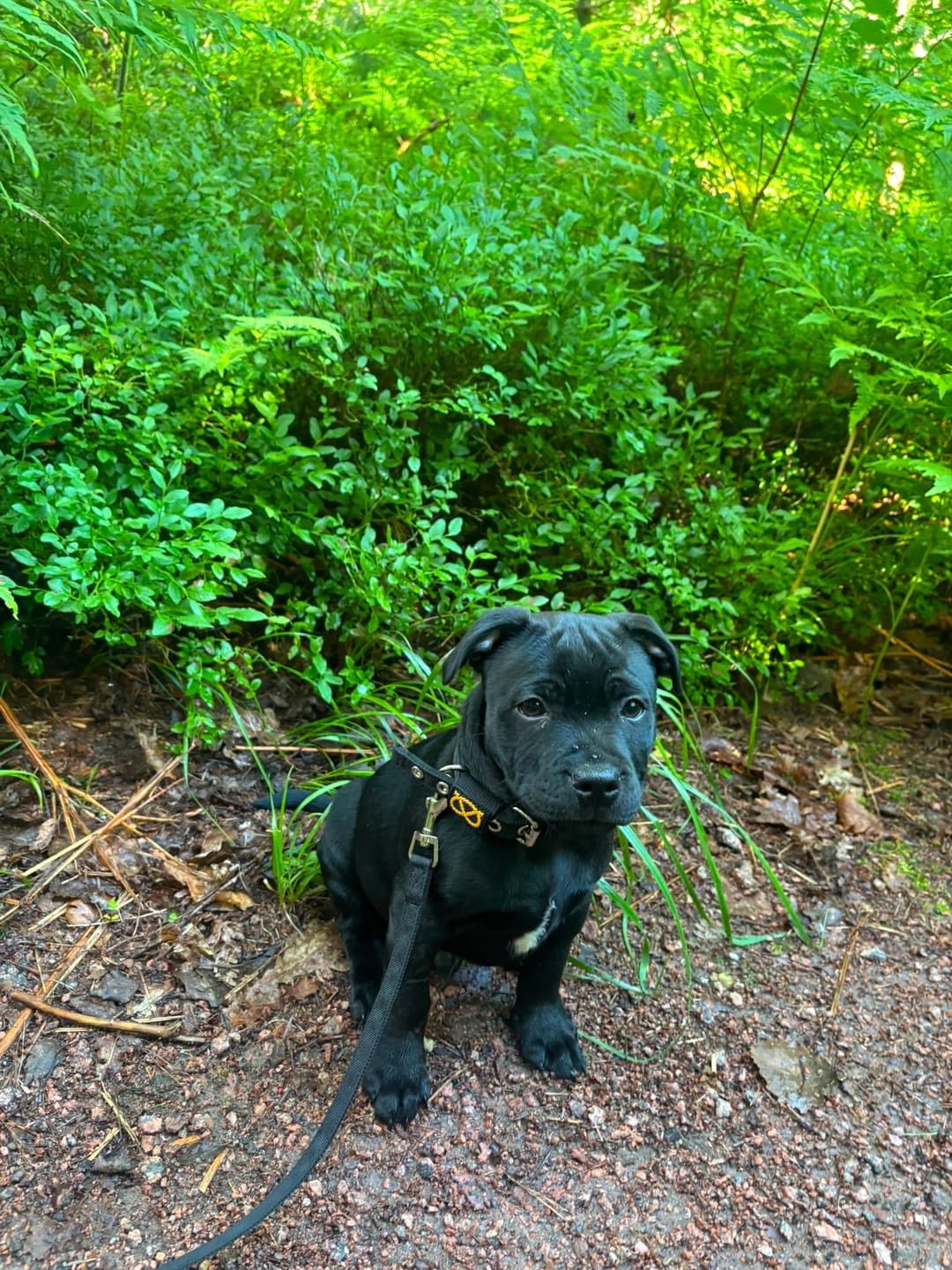 Customer photo review of Staffordshire Bull Terrier 1935® Puppy Collar & Leash Set - Black