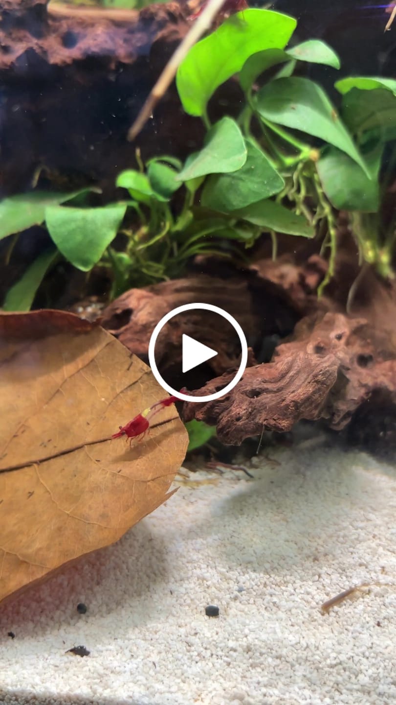 Customer video review of Red Rili Shrimp
