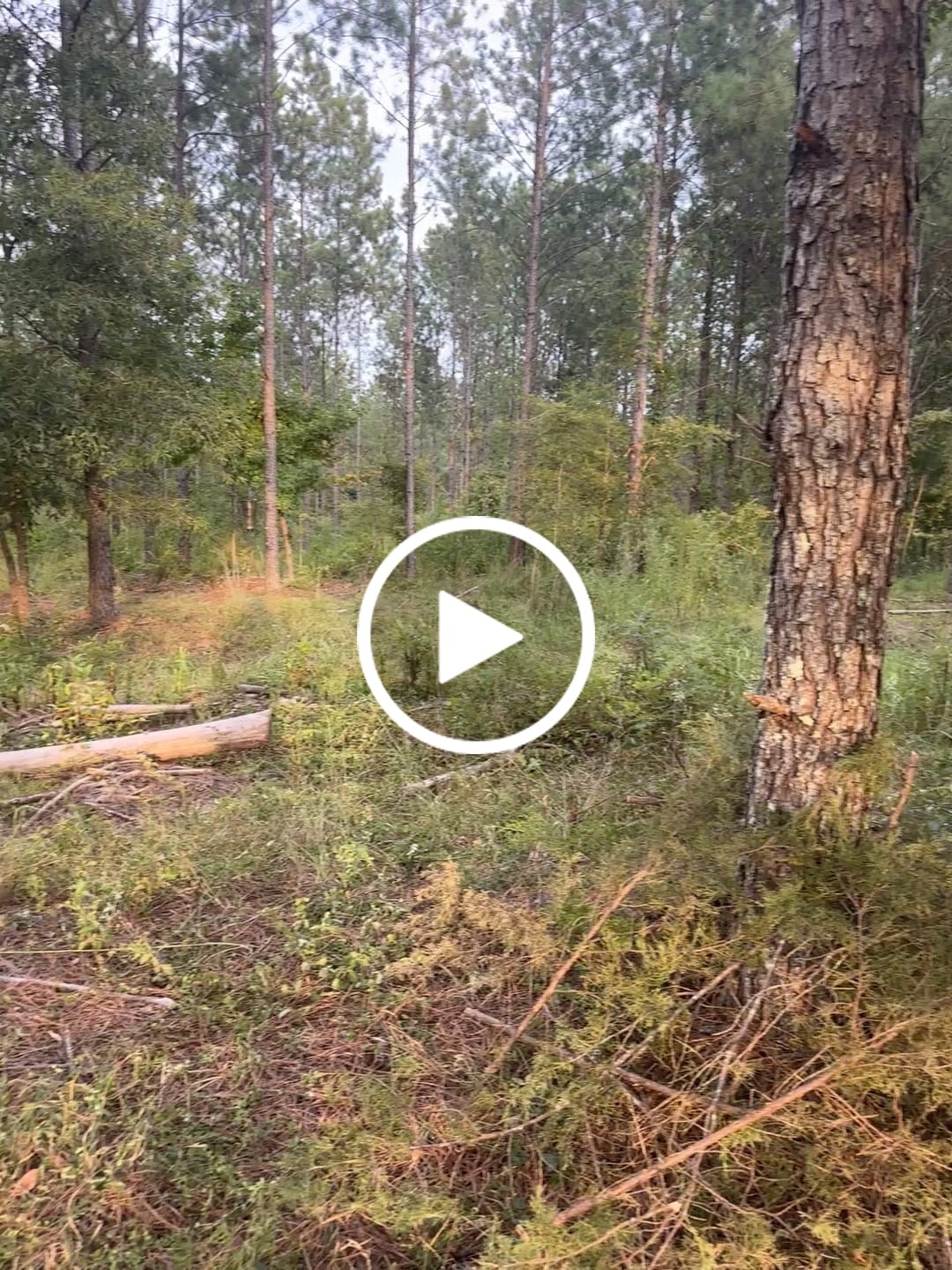 Customer video review of FLASH SALE 270° See Through 1-2 Person Hunting Blind, Pop Up Ground Deer Blind