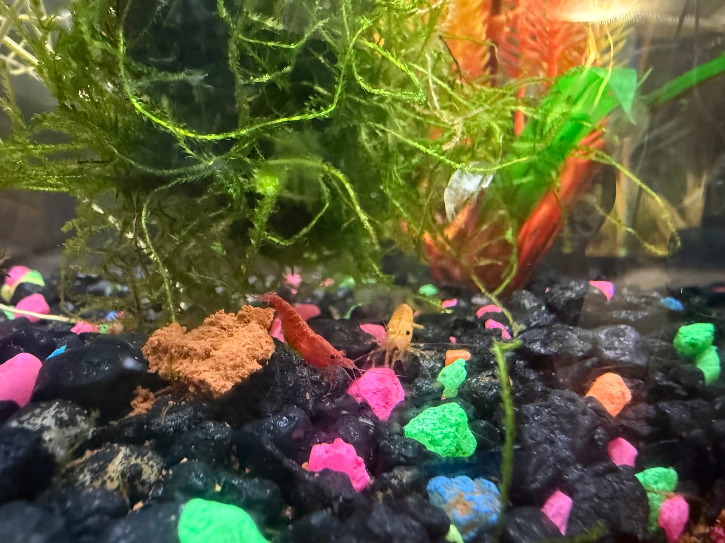 Customer photo review of Skittles Shrimp