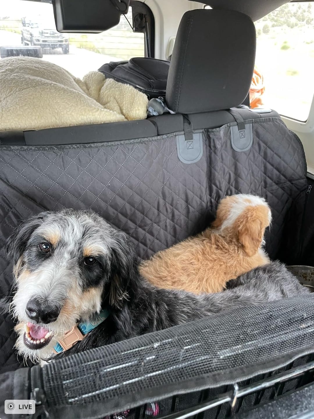 Customer photo review of DOG CAR SEAT COVER