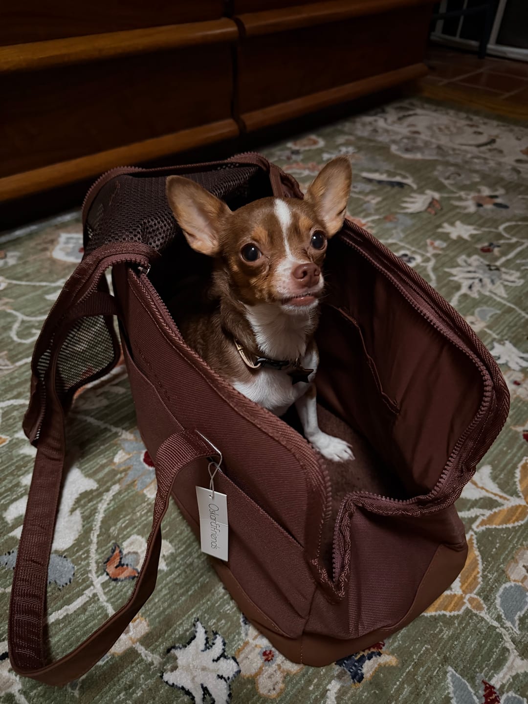 Customer photo review of Chocolate Brown Pet Tote Bag