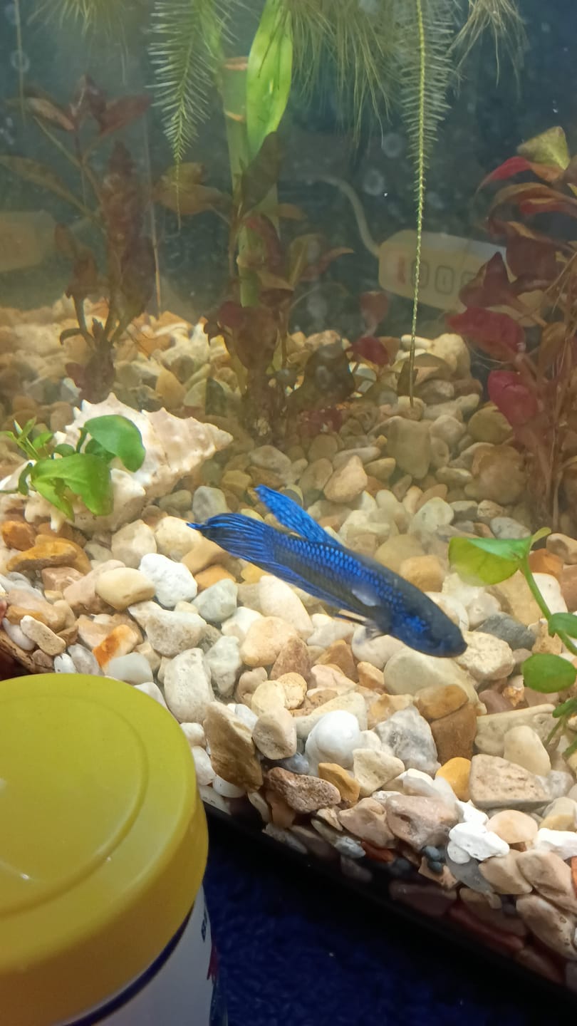 Customer photo review of Wild Alien Blue Male Betta Fish