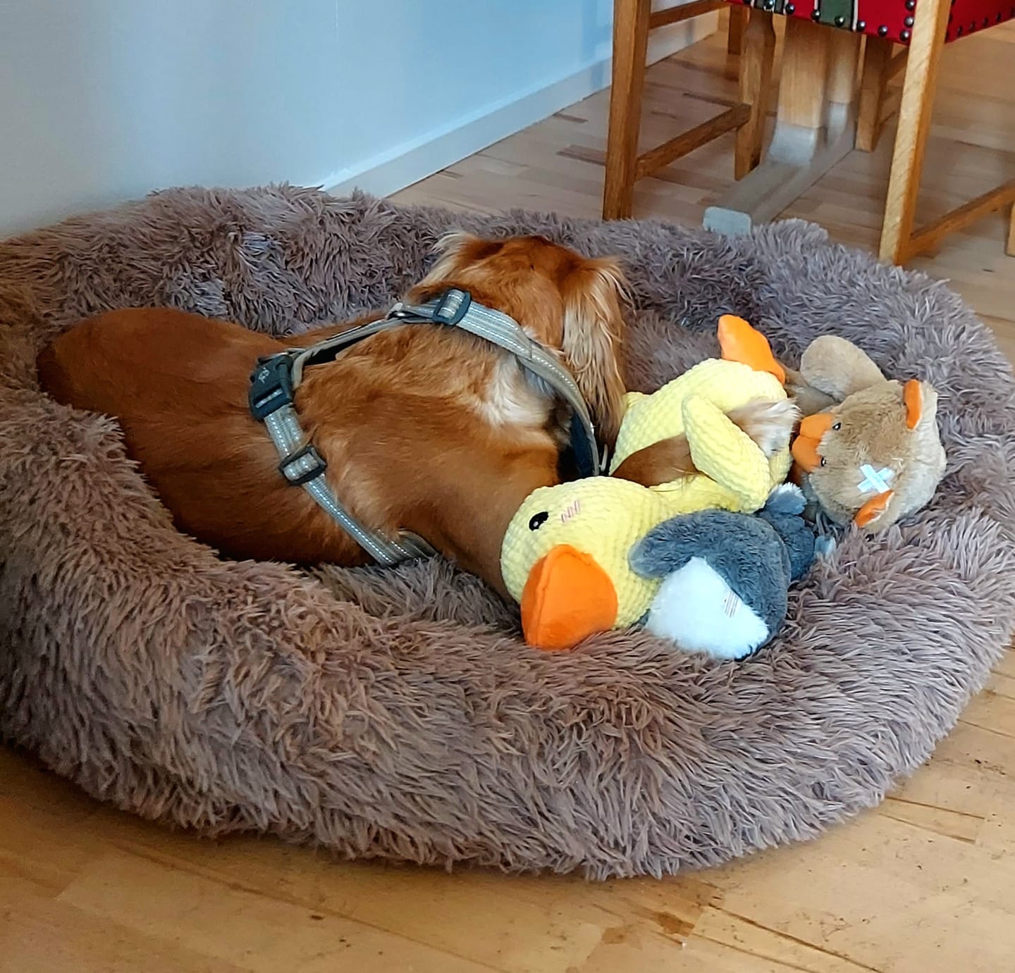 Customer photo review of THE ORIGINAL - Donut hundeseng (coffee)