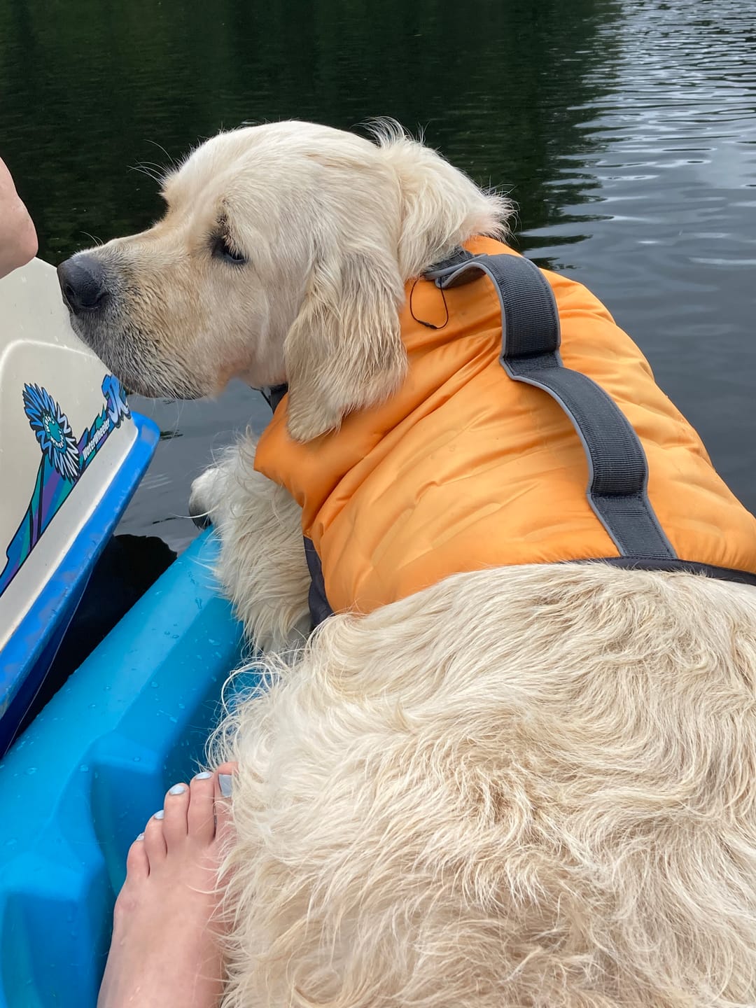 Customer photo review of FurLife™ 12 Months Flea and Tick Free