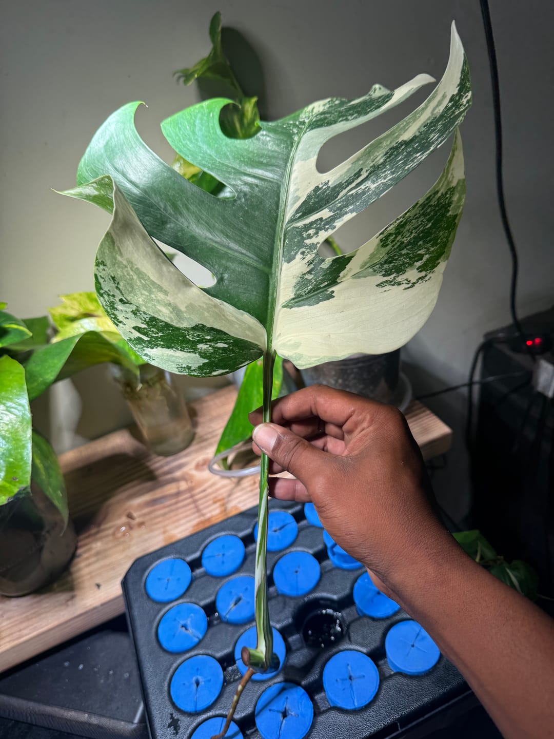 Customer photo review of Monstera Albo Borsigiana Cutting - Extremely Rare variegated monstera albo GROWER's Choice