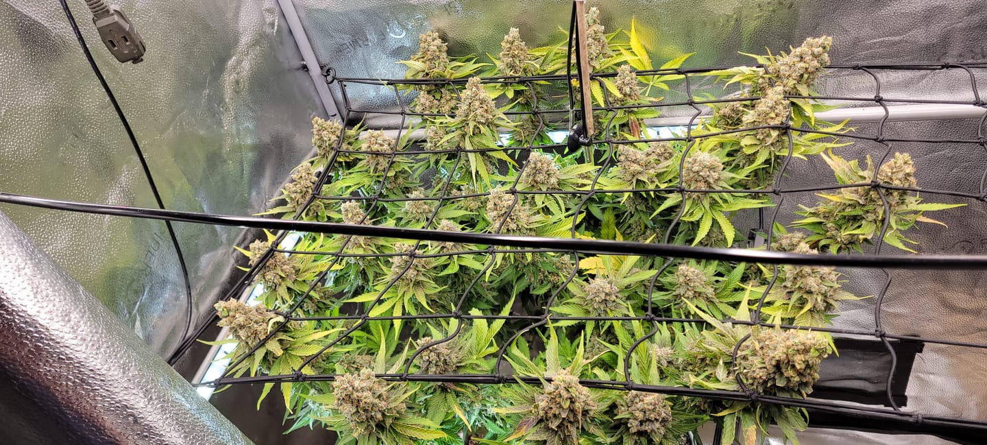 Customer photo review of Sweet & Sticky