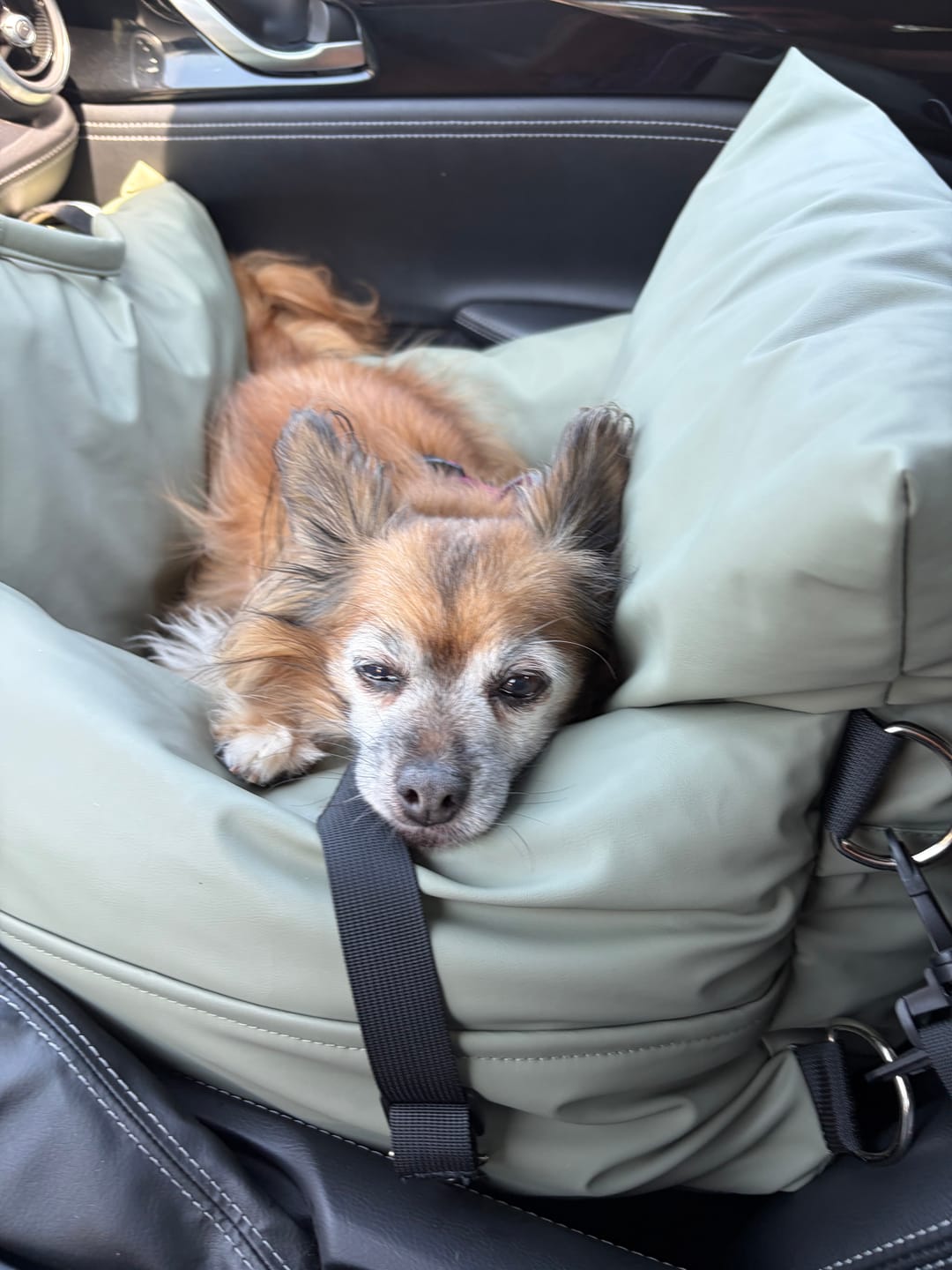Customer photo review of The Dog Dock V2 New & Improved with LATCH / ISO FIX anchors