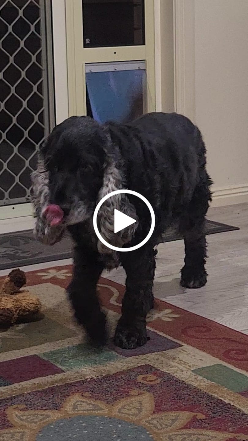 Customer video review of Pet Door Inserts