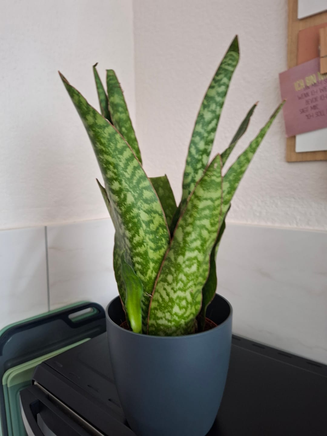 Customer photo review of SANSEVIERIA JAMAIQUINA QUEEN