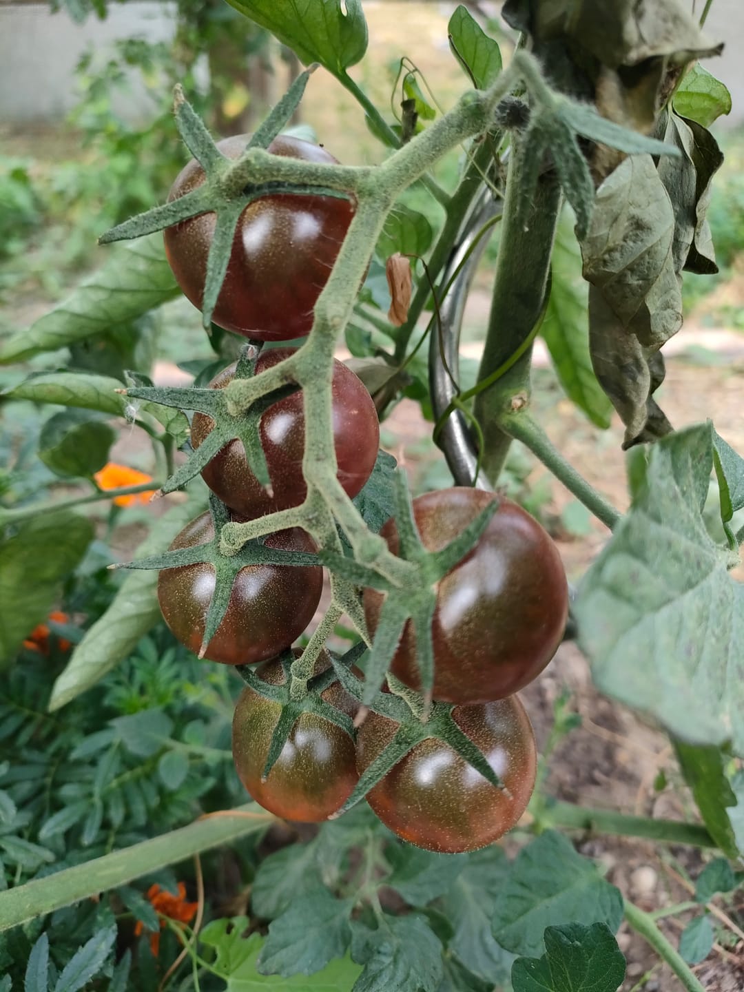 Customer photo review of Cocktailtomate ‘Black Cherry‘
