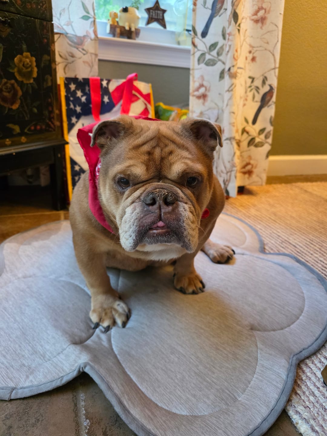 Customer photo review of K9 EarClear