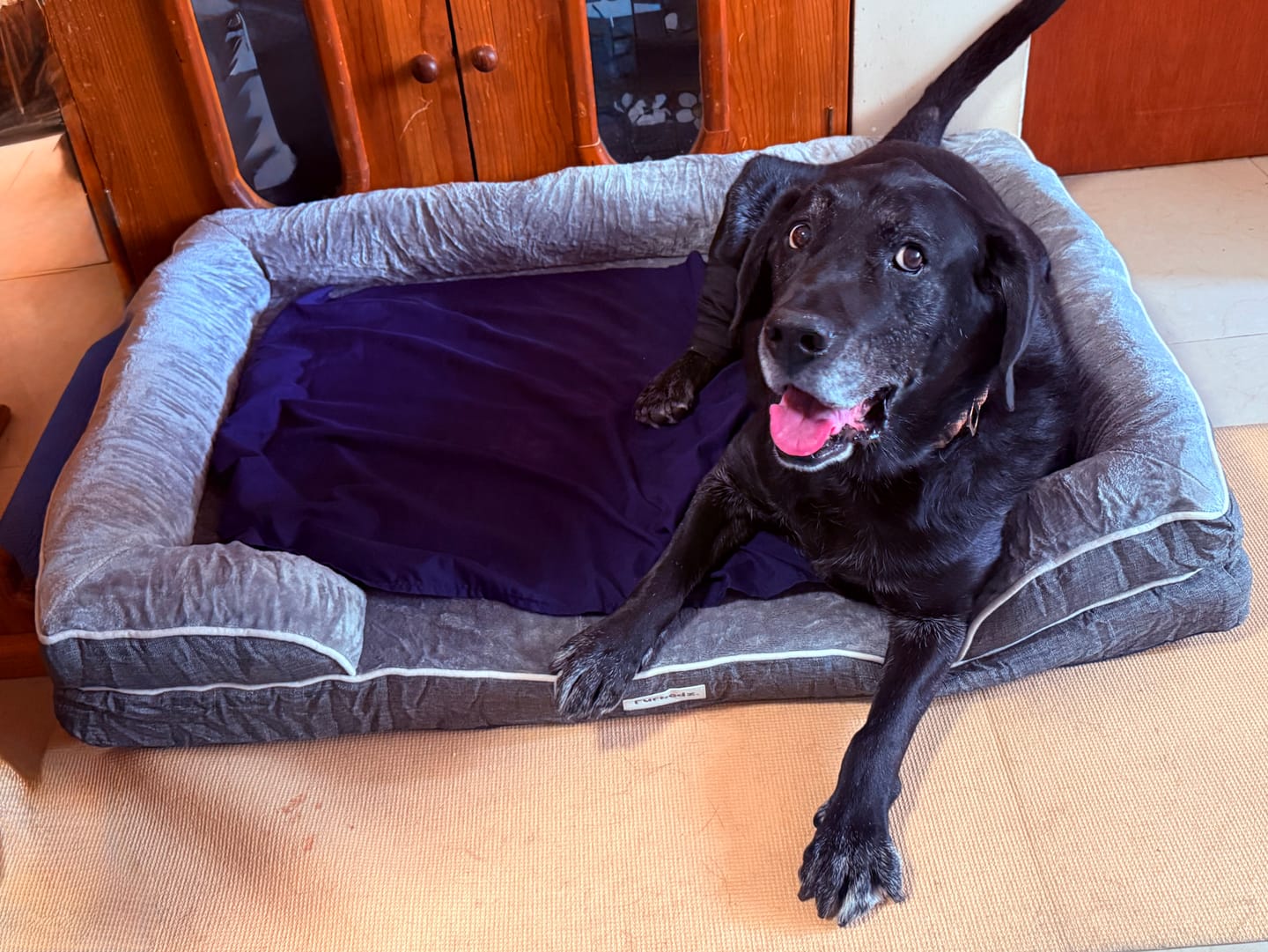Customer photo review of Cama Ortopédica para Perros