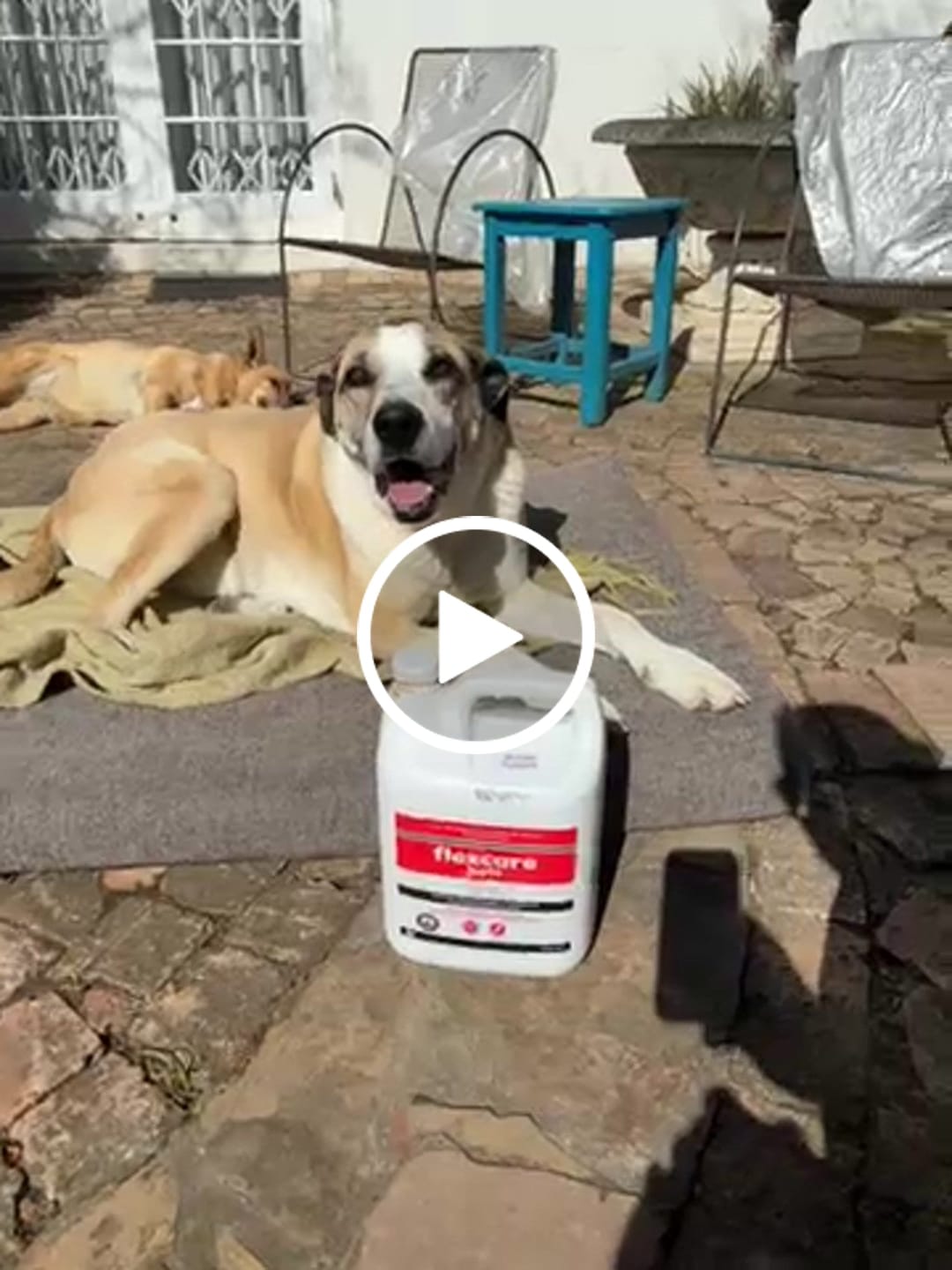 Customer video review of FlexCare (Joint & Movement Support For Dogs)