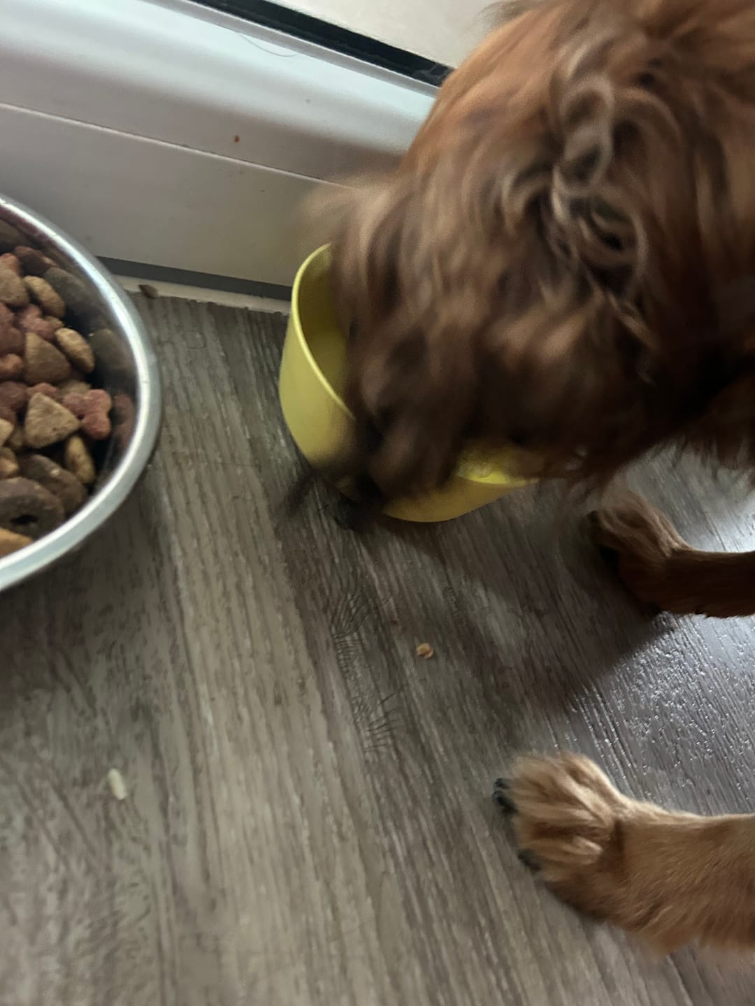 Customer photo review of Frischfutter für Energiebedarf von 374 kCal/Tag