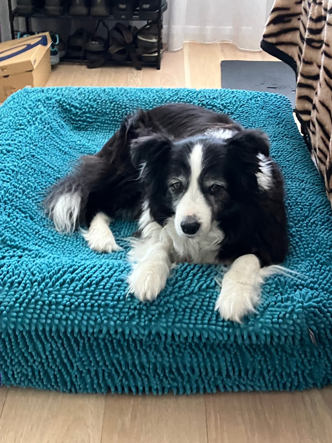 Customer photo review of Teddy Fur King Orthopedic Slip On Cover