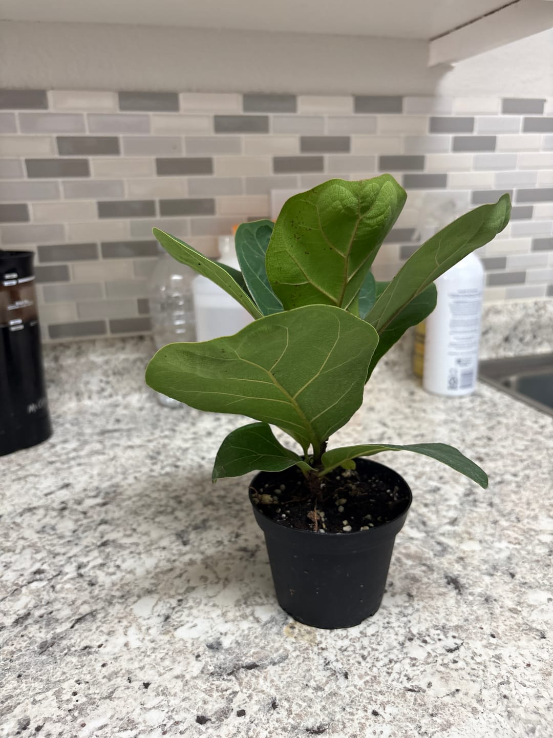 Customer photo review of Ficus lyrata 'Little Sunshine'