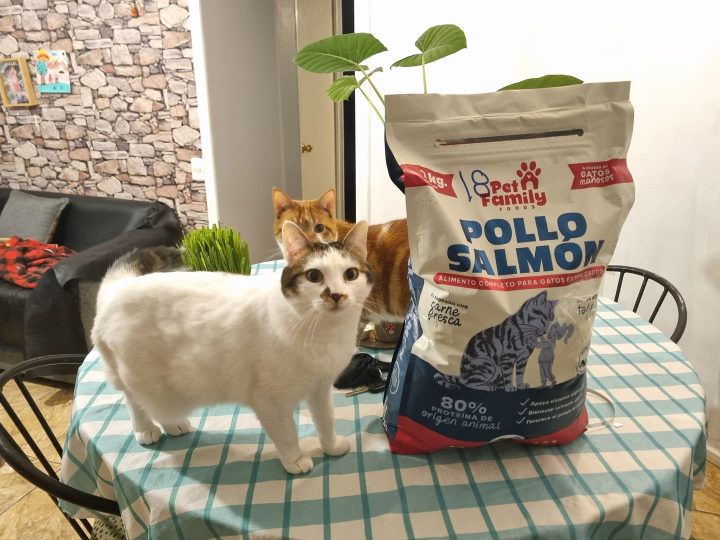 Customer photo review of PetFamily Foods Gato Pollo-Salmón