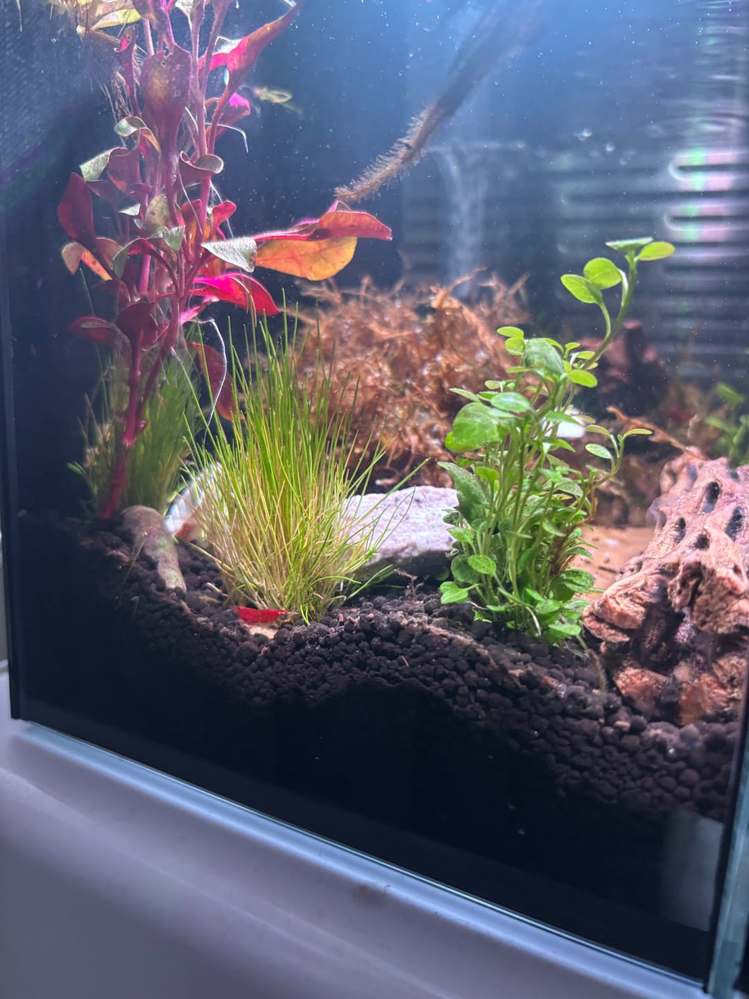 Customer photo review of Skittles Shrimp