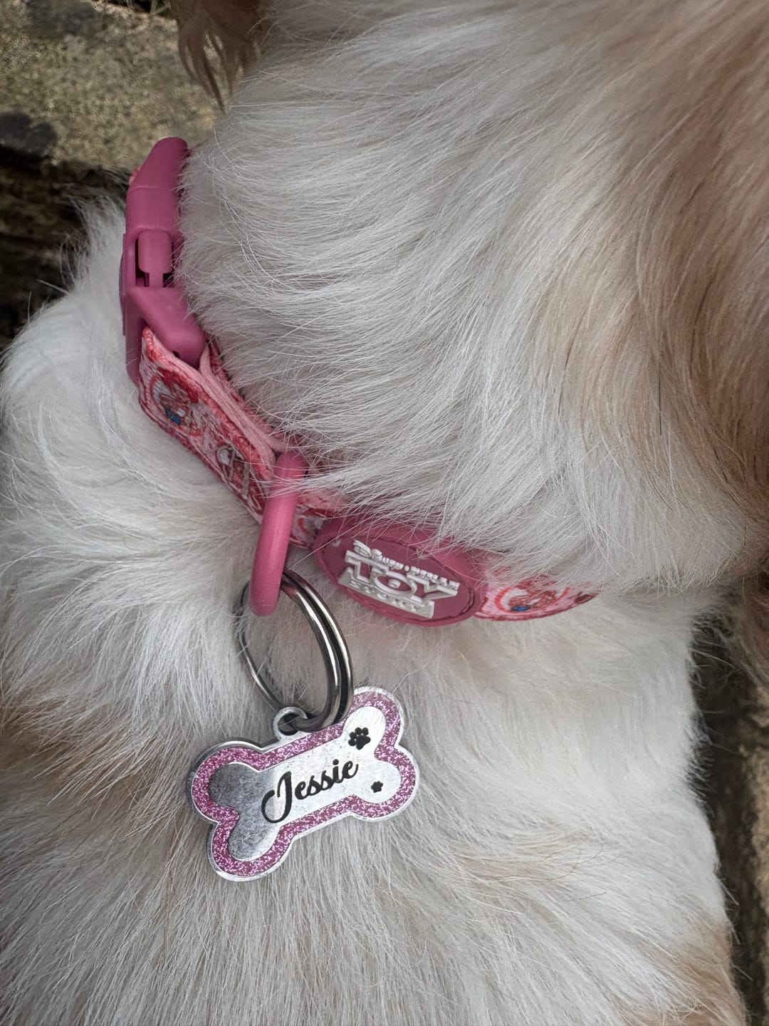 Customer photo review of Disney© Collar - Cowgirl Jessie
