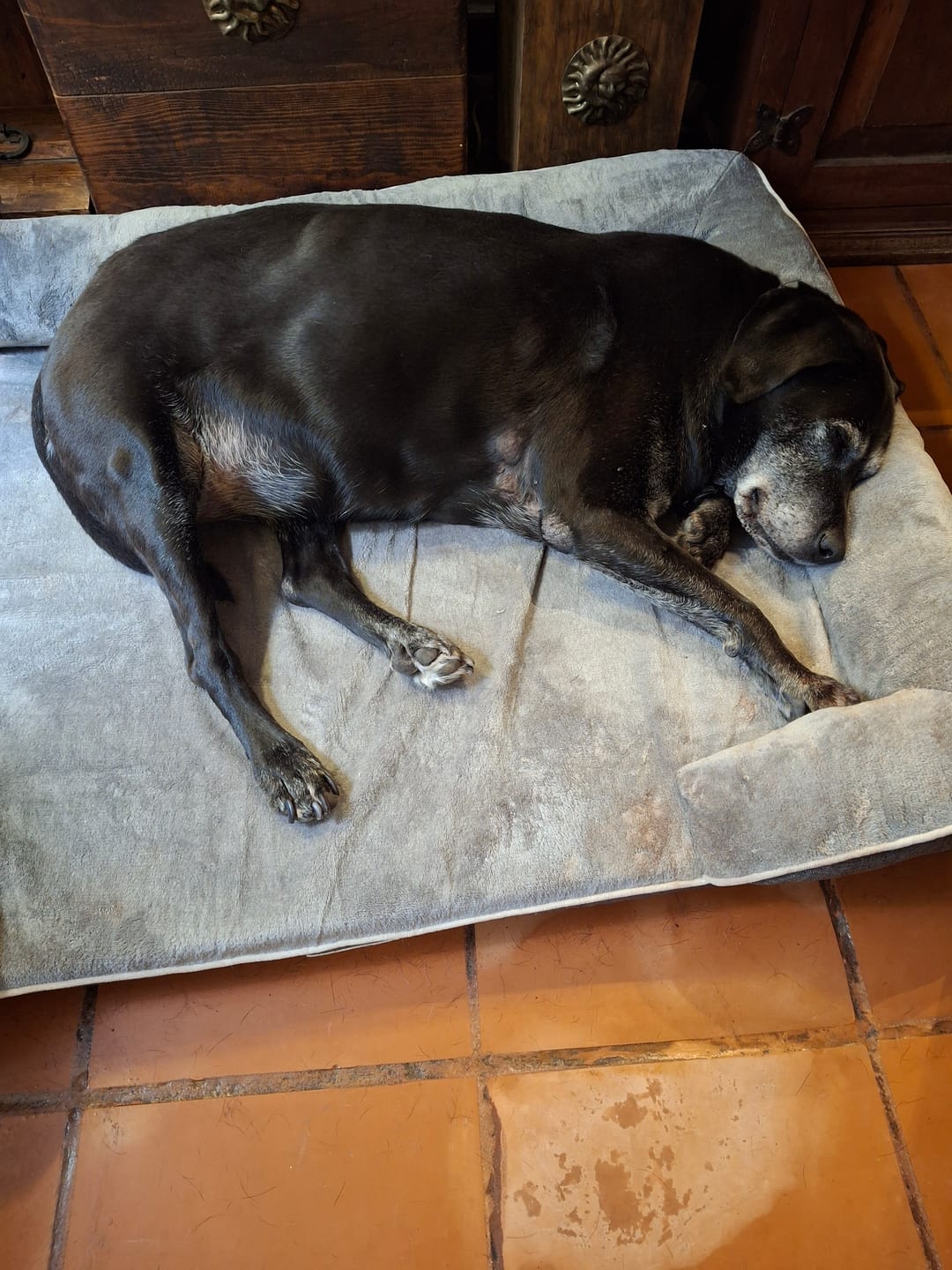 Customer photo review of Cama Ortopédica para Perros