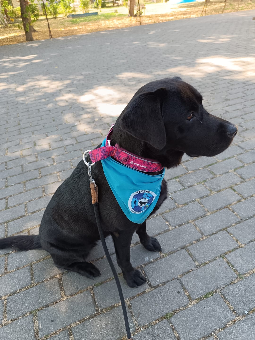 Customer photo review of Cushioned Martingale Collar - Fuchsia Camo