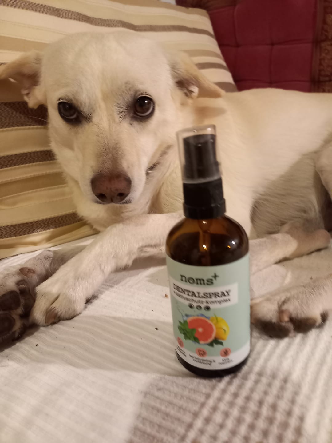Customer photo review of Dentalspray für Hunde & Katzen