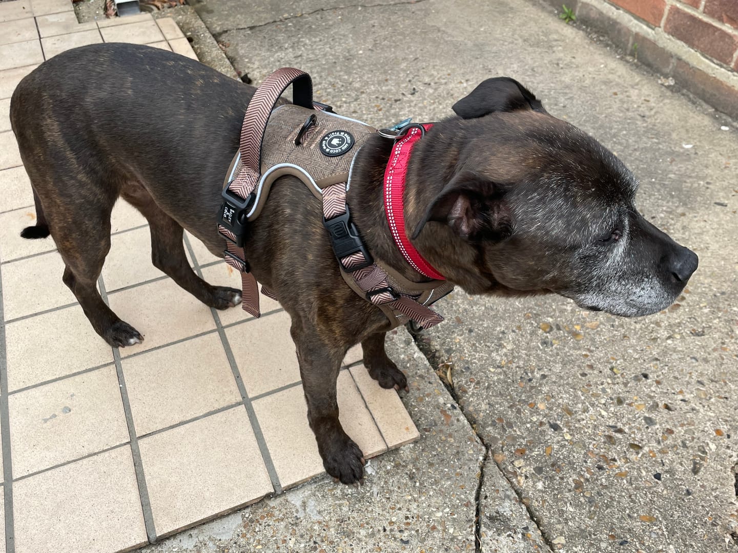 Customer photo review of Trail & Glow Tweed Dog Harness - Oxford Tweed