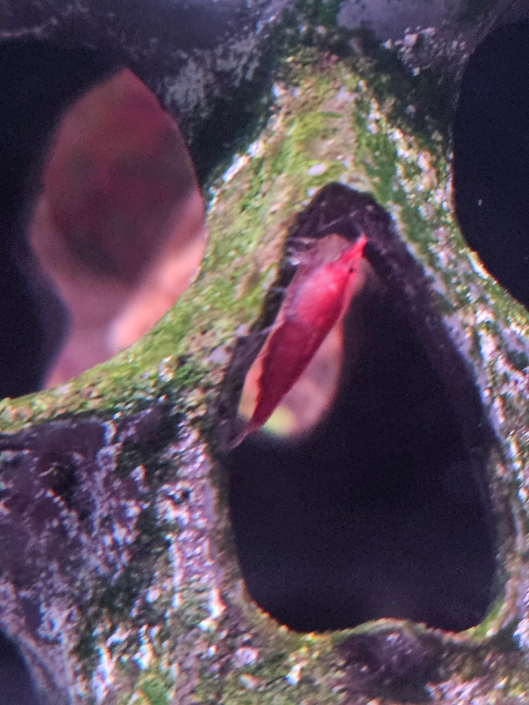 Customer photo review of Skittles Shrimp