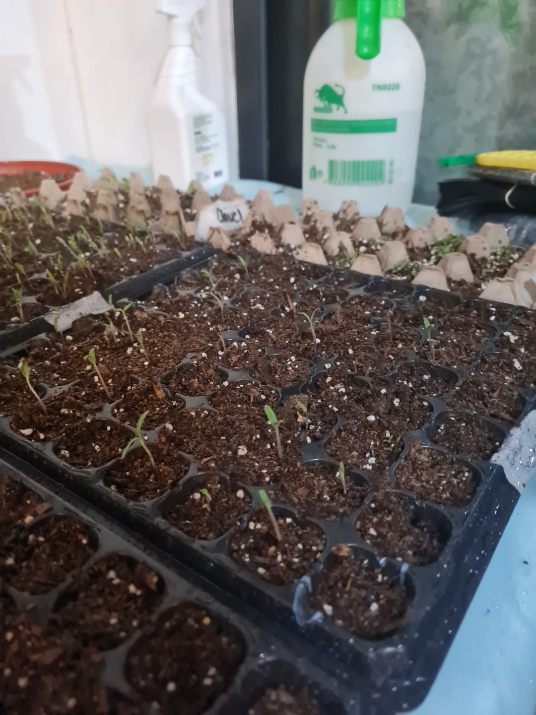 Customer photo review of Semillas Tomate Classis Beefsteak