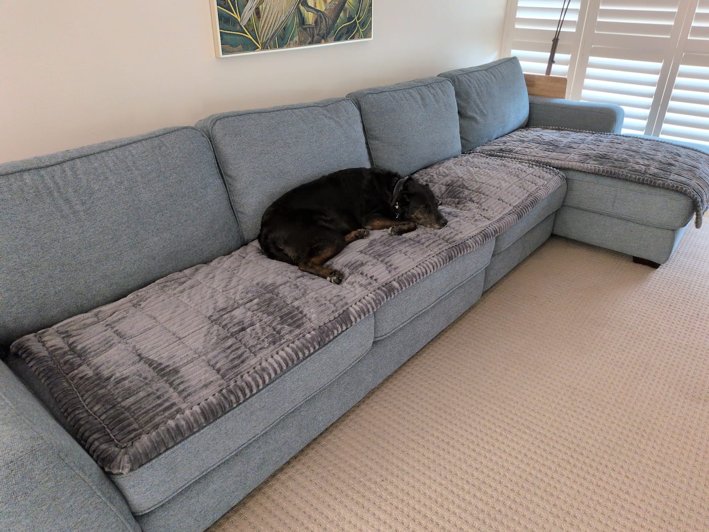 Customer photo review of Cosy Couch - Couch Cover