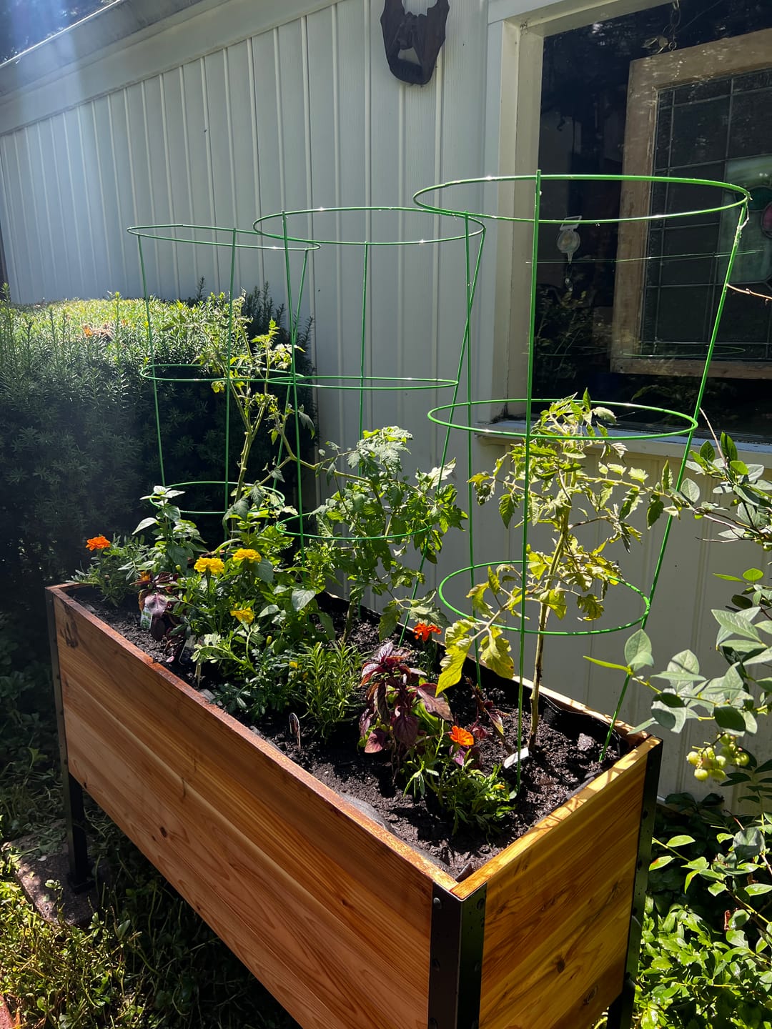 Customer photo review of 18″ x 48″ Deep Root Raised Garden Bed - 30″ TALL - Select Grade