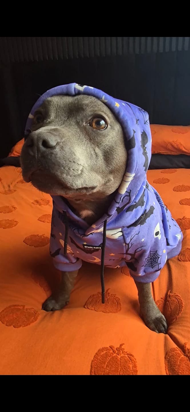 Customer photo review of Halloween Dog Hoodie - Purple