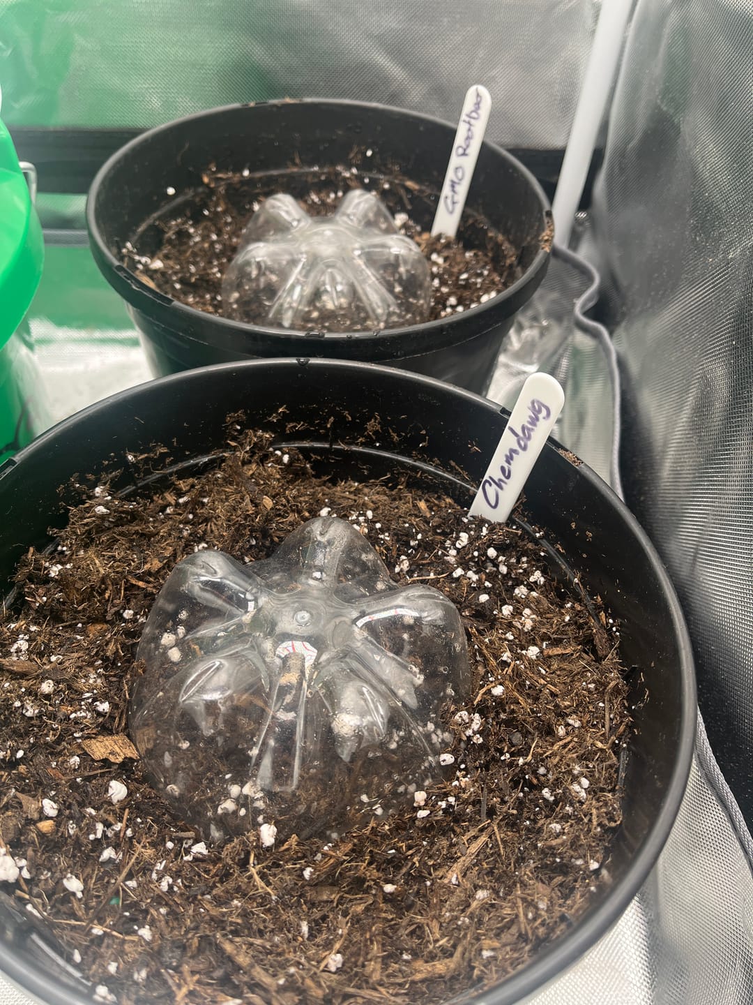 Customer photo review of Gas Station Seed Bundle - 4 Strains - 48 Feminized Seeds