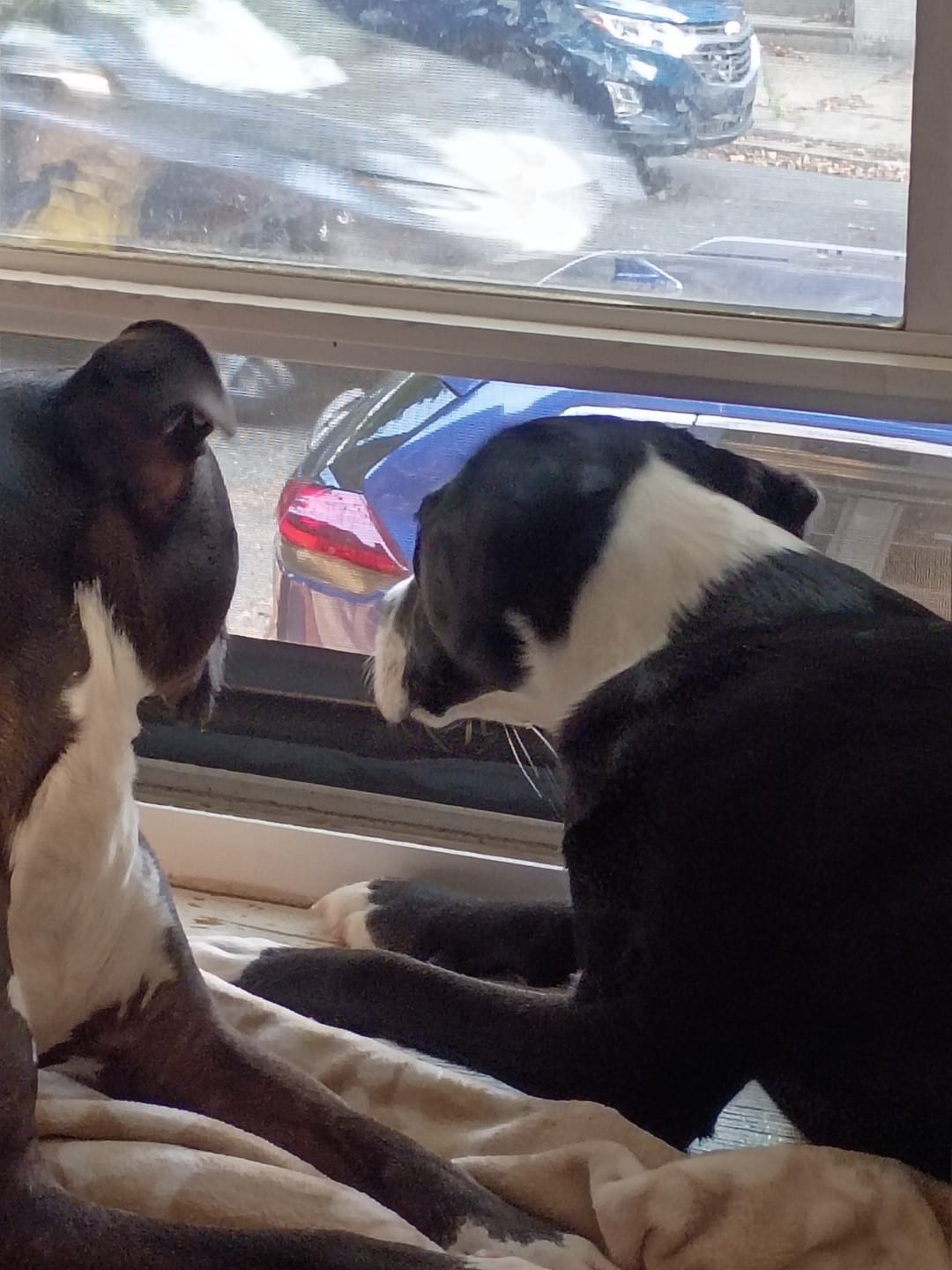 Customer photo review of Large Dog Mega Summer Bundle (41+ lbs)