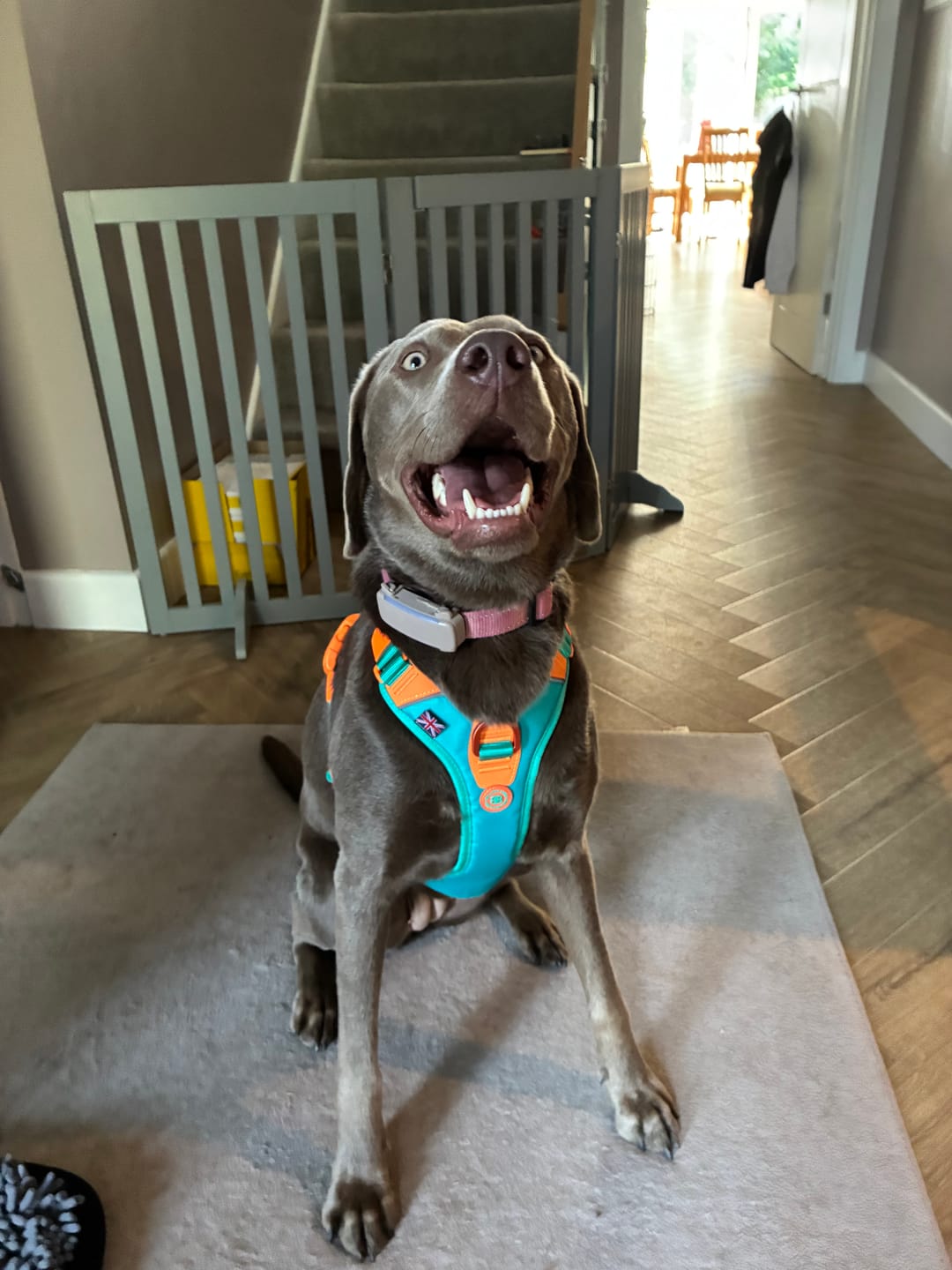 Customer photo review of Anti Pull Hurricane Harness Lighter | With Handle - Turquoise X Orange