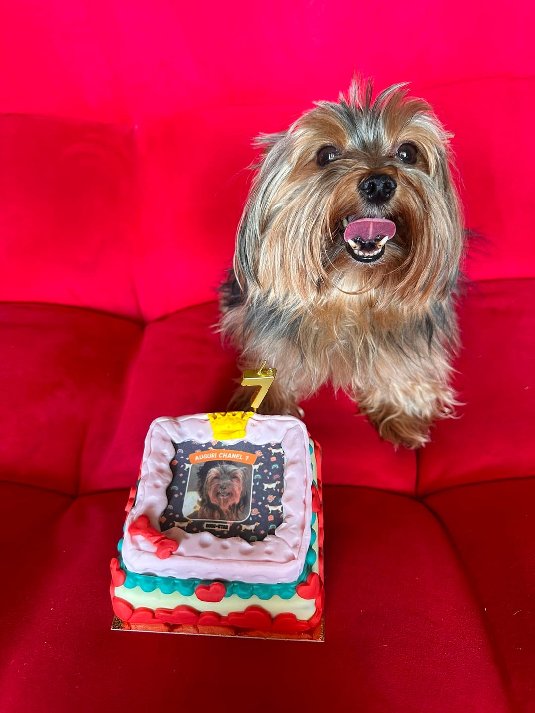 Customer photo review of Incanto per Lei Personalizzabile CON FOTO, Torta Per Cani Superiore