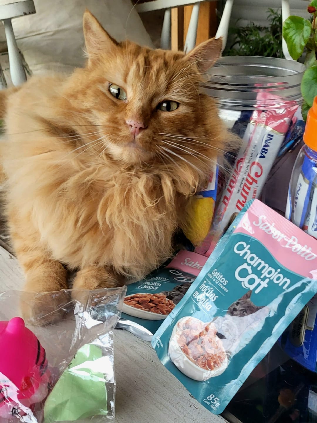 Customer photo review of CHURU VARIETIES TUNA 50P FRASCO 700GR