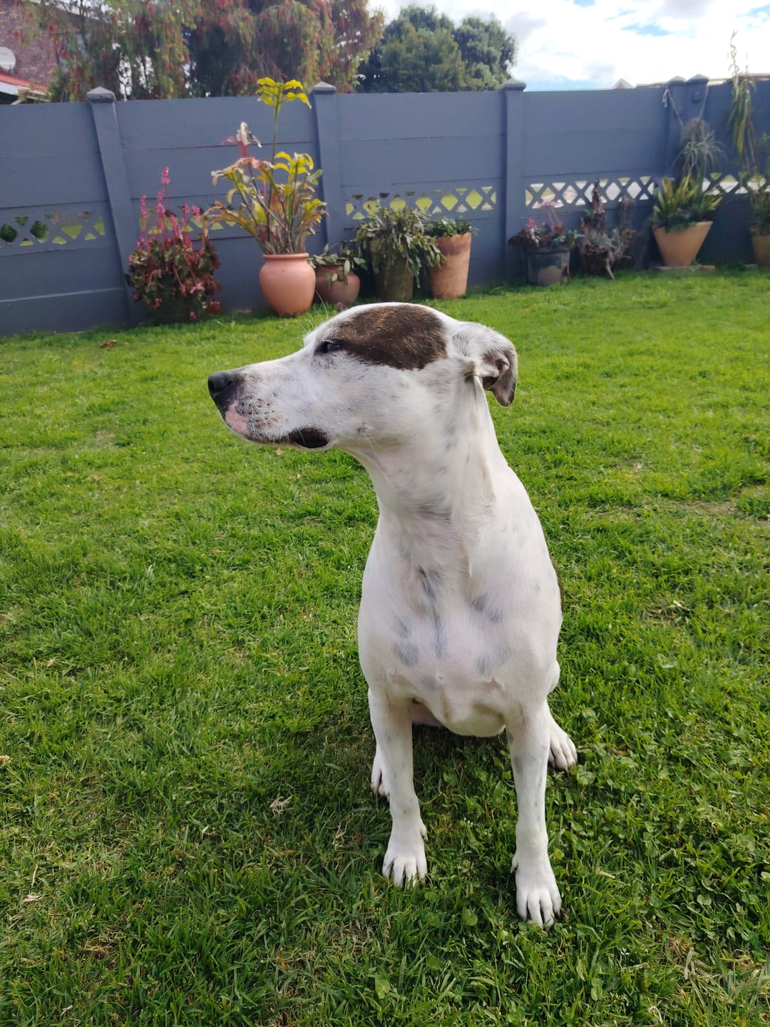 Customer photo review of Natural Canine Care | DoggyMin - Skin & Immune Support for Dogs