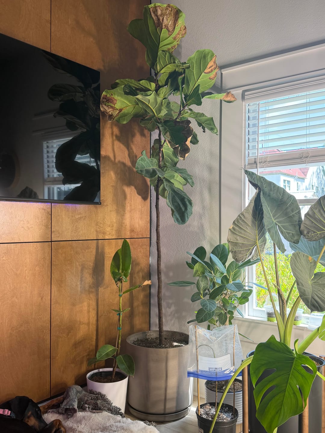 Customer photo review of 16" Signature Stone Planters & Saucers