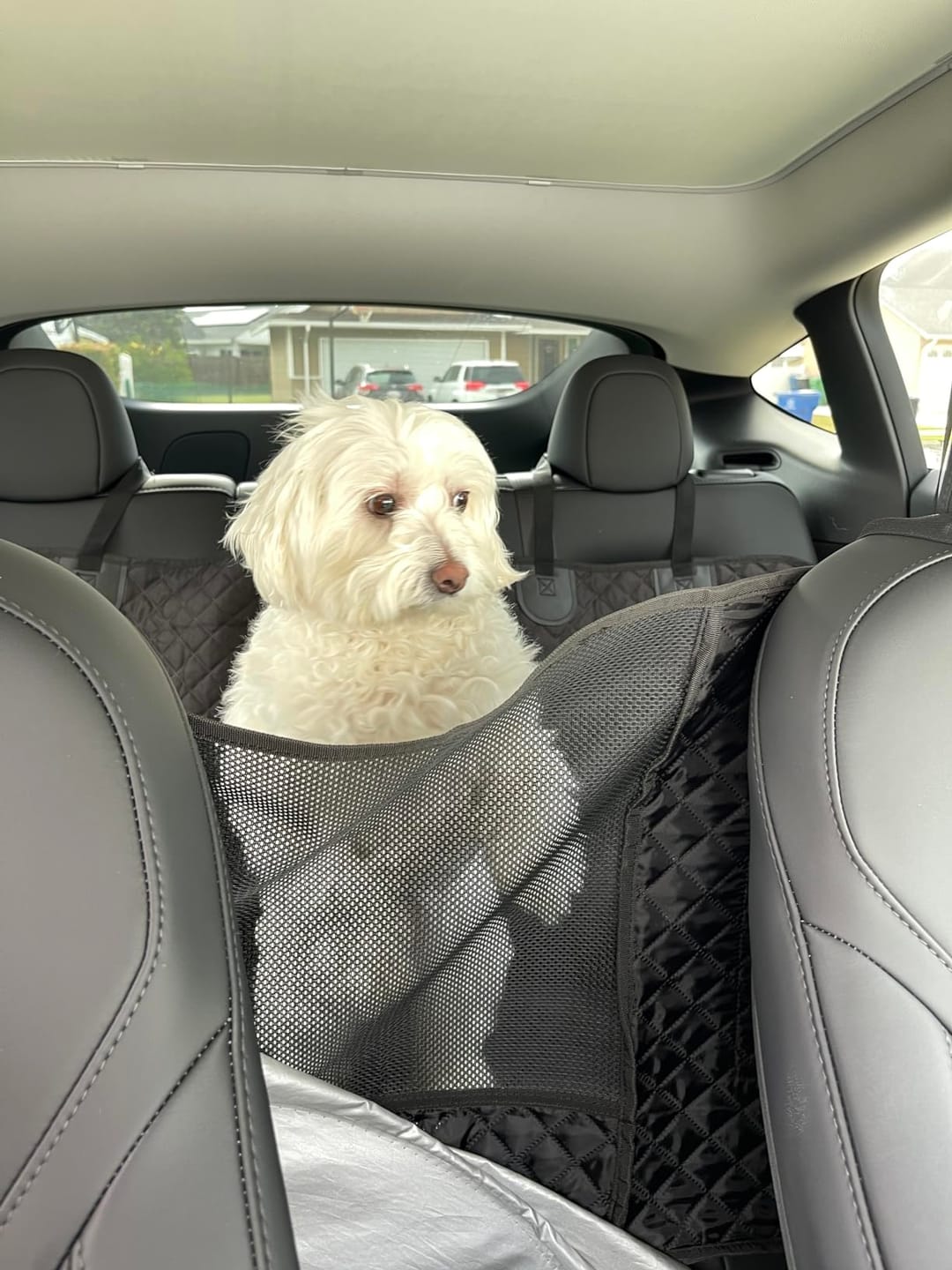 Customer photo review of DOG CAR SEAT COVER