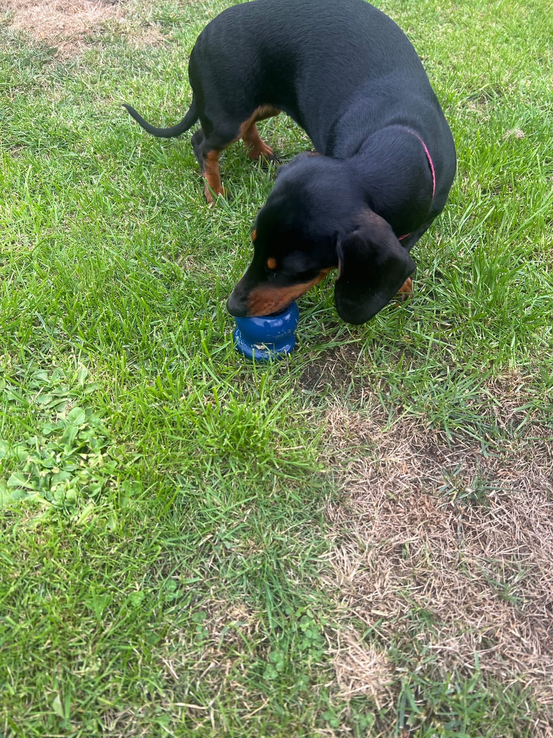 Customer photo review of Freezball - Durable Fillable Dog Chew Bone