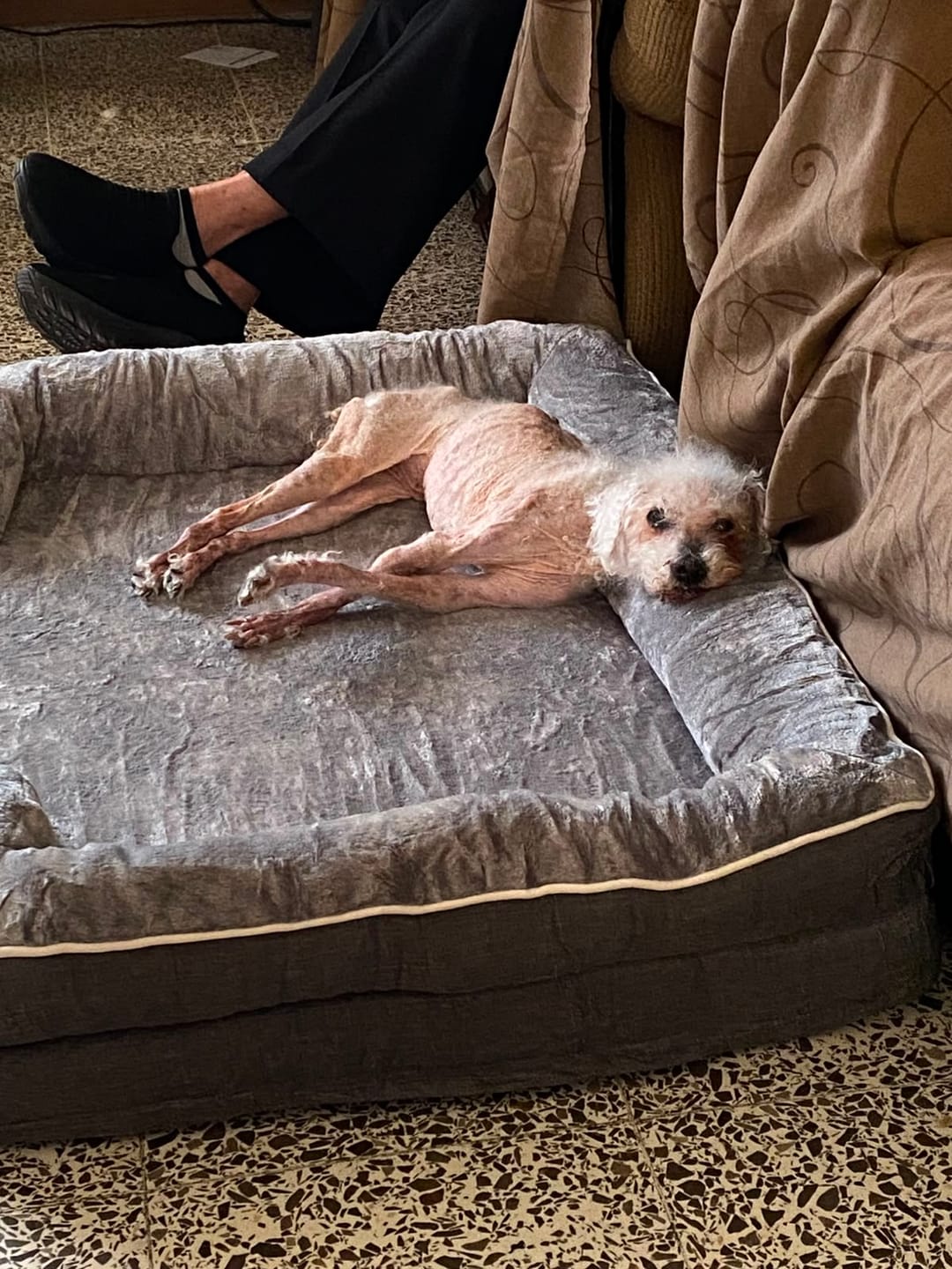 Customer photo review of Cama Ortopédica para Perros