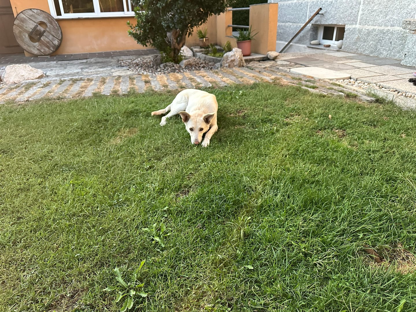 Customer photo review of Grain Free Puppy Salmon & Turkey