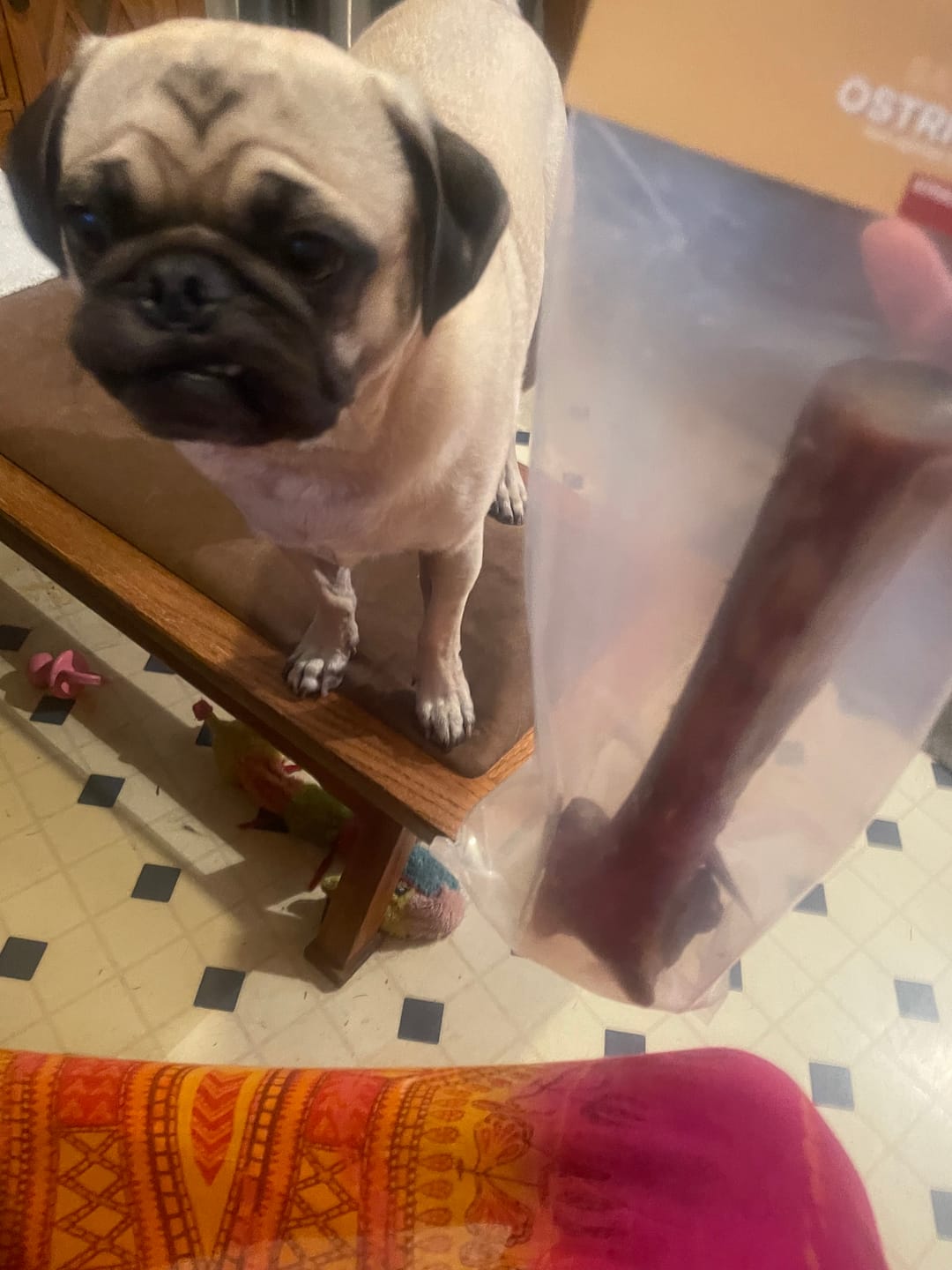 Customer photo review of Medium Ostrich Cane (10" x 3"): The Long-Lasting, Flavor-Packed Chew for Medium & Large Dogs