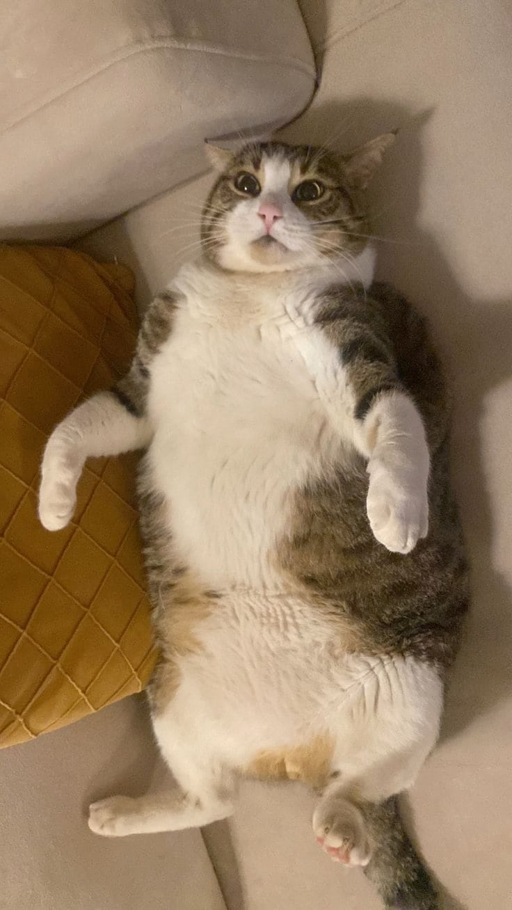 Customer photo review of PawSpa® Calmy™ — Sonidos de Relajación para Mascotas