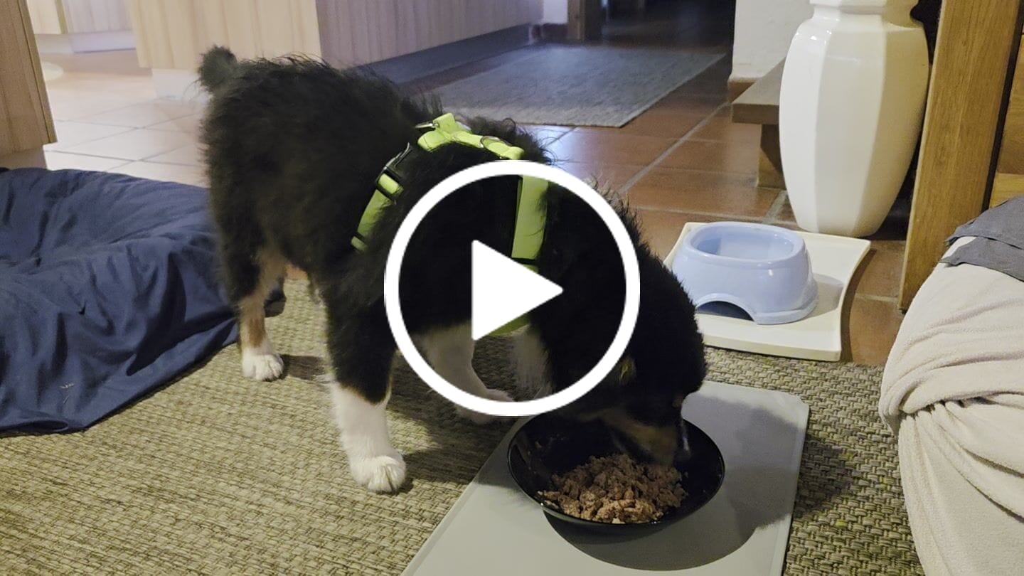 Customer video review of Frischfutter für Energiebedarf von 624 kCal/Tag