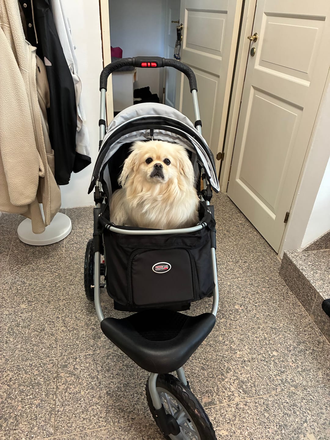 Customer photo review of Comfort EFA ECO lemmikkirattaat